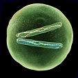Avatar du membre